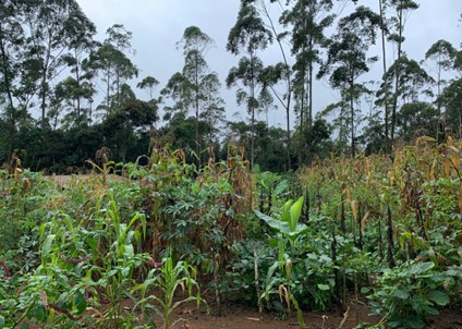 A field of plants and trees