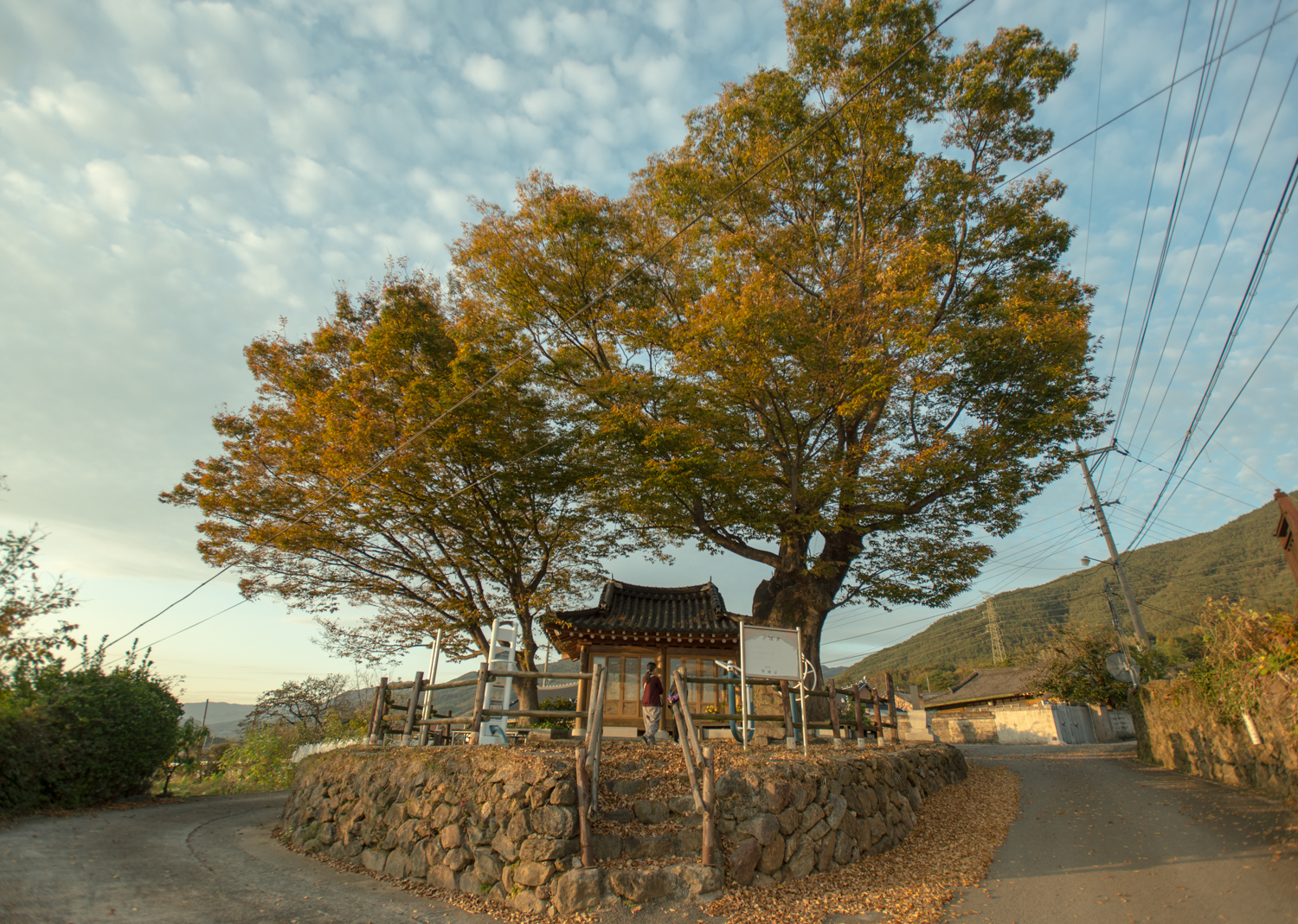 Two large trees next to a house