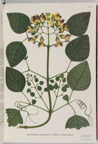Picture of a herbarium sheet.