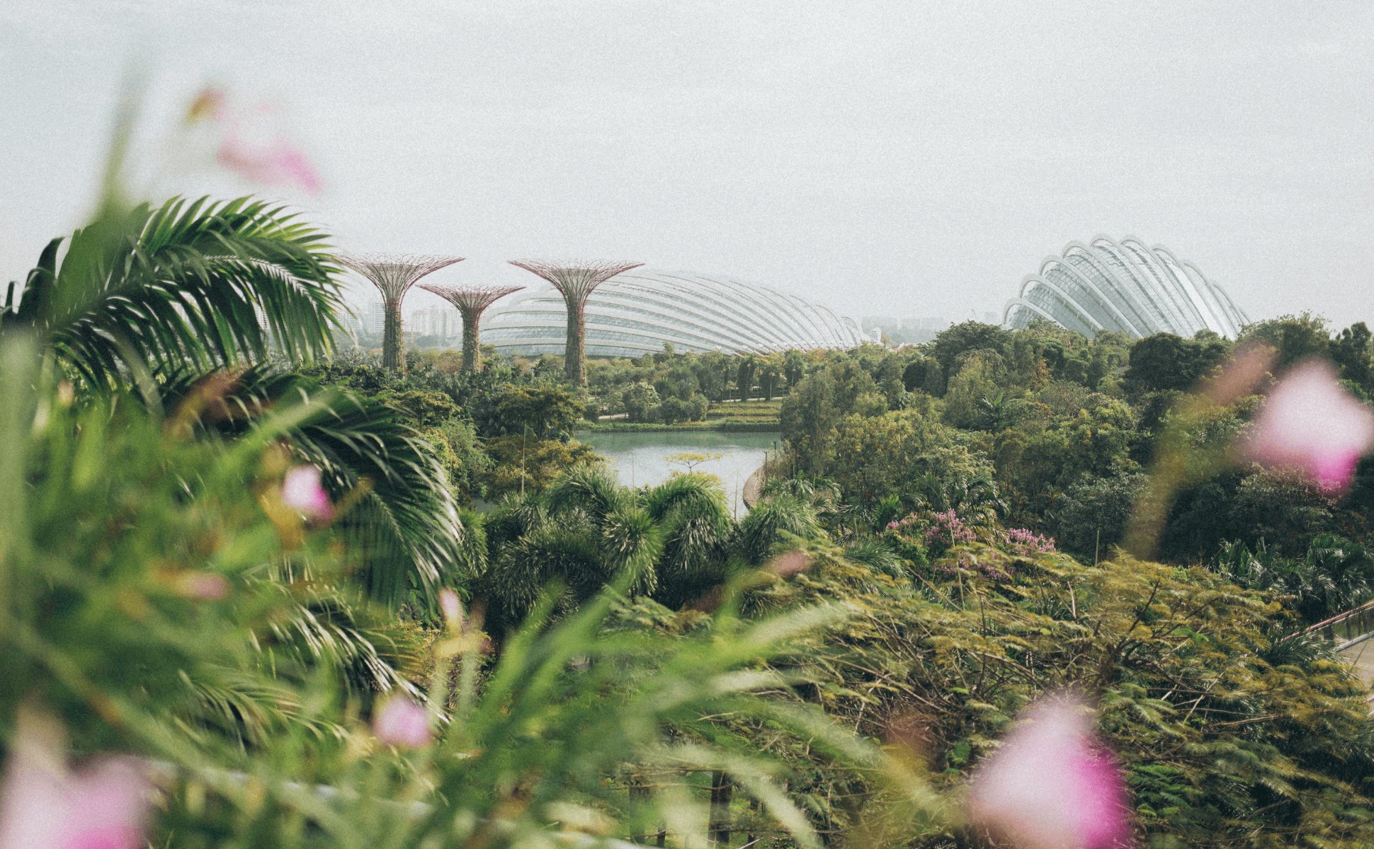 A view of a bay full of lush green trees