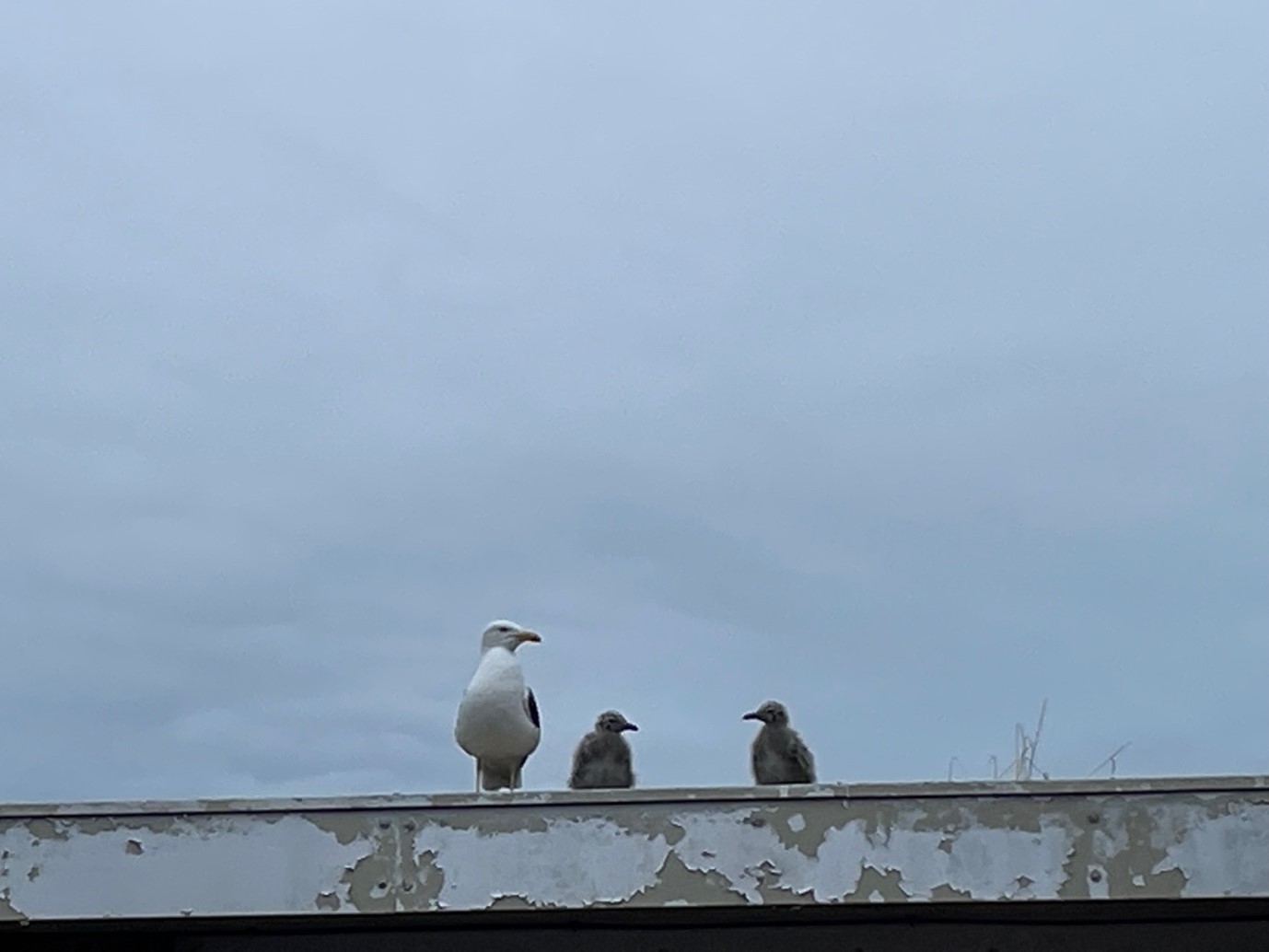 Three seagulls sitting on a roof