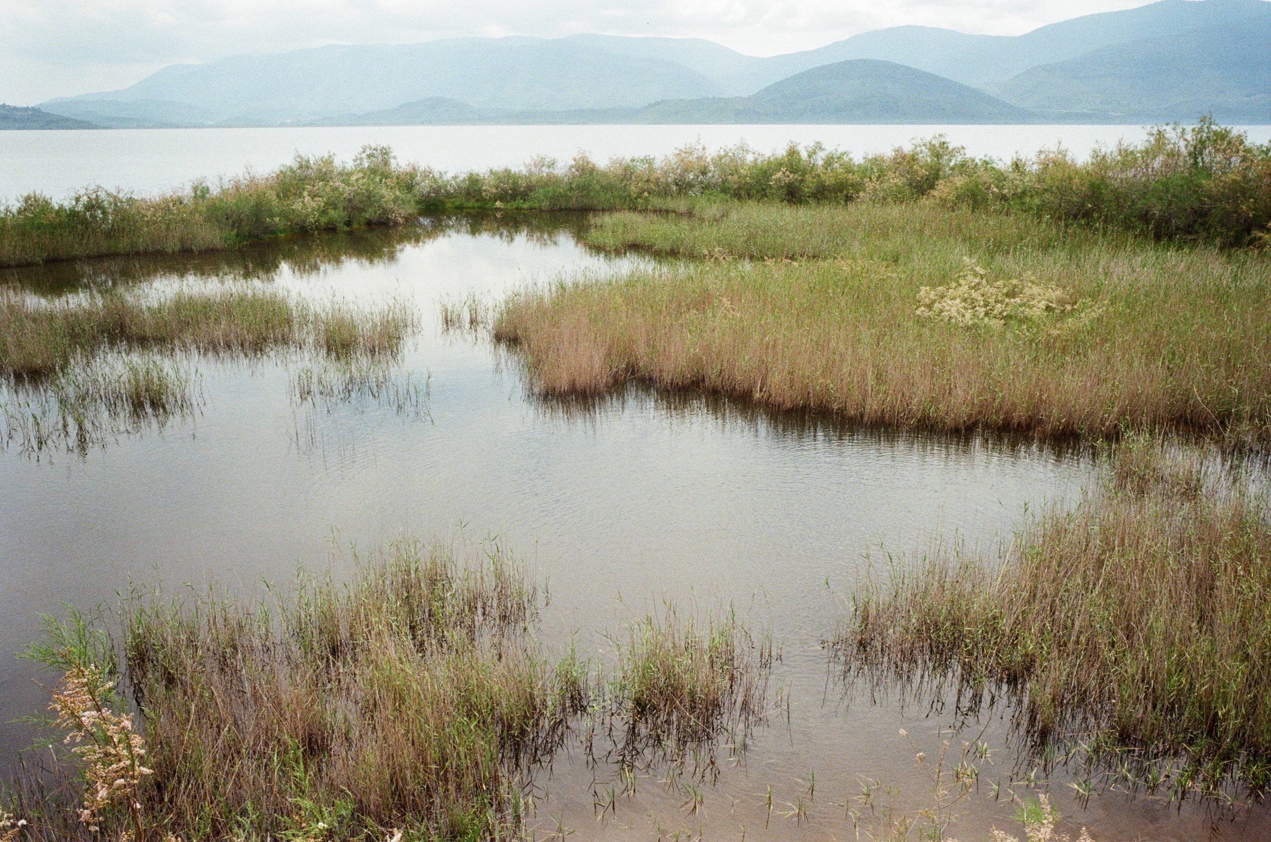 A marsh with yellowed grasses and browning water