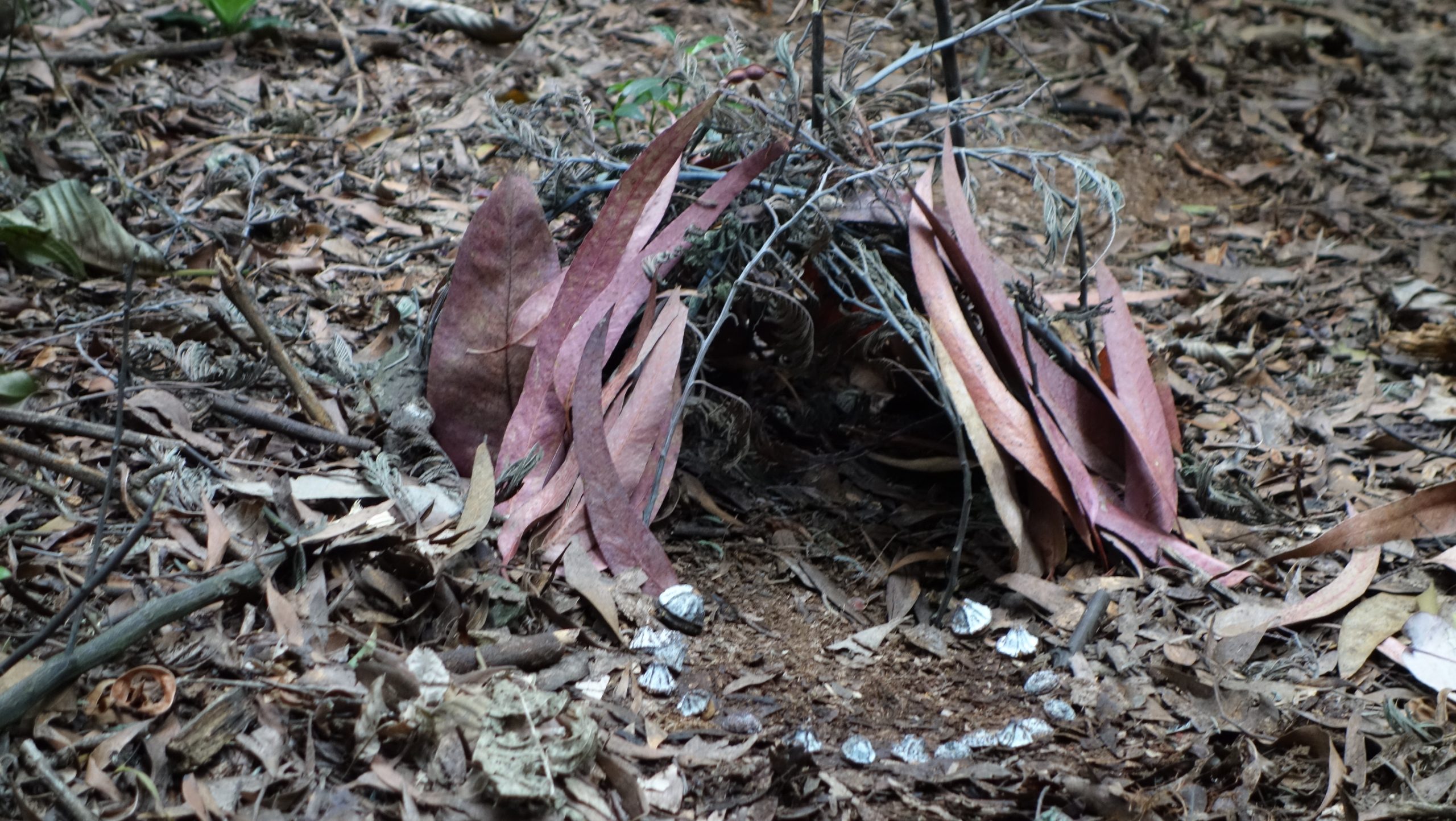 A tiny house made of leaves and sticks
