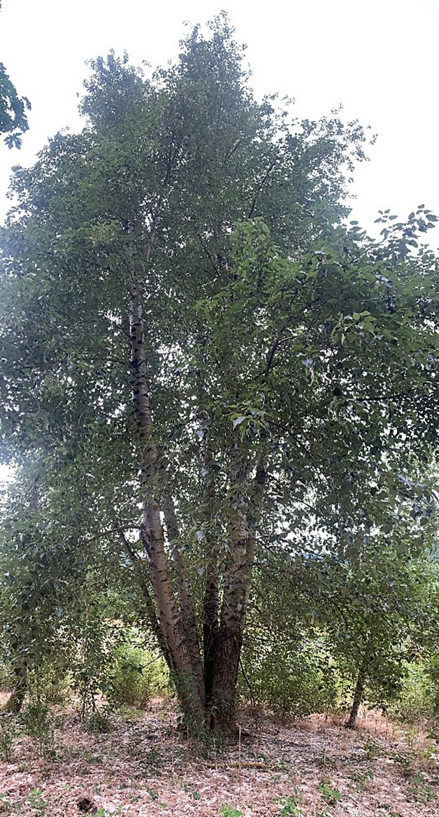 A tall tree with many leaves