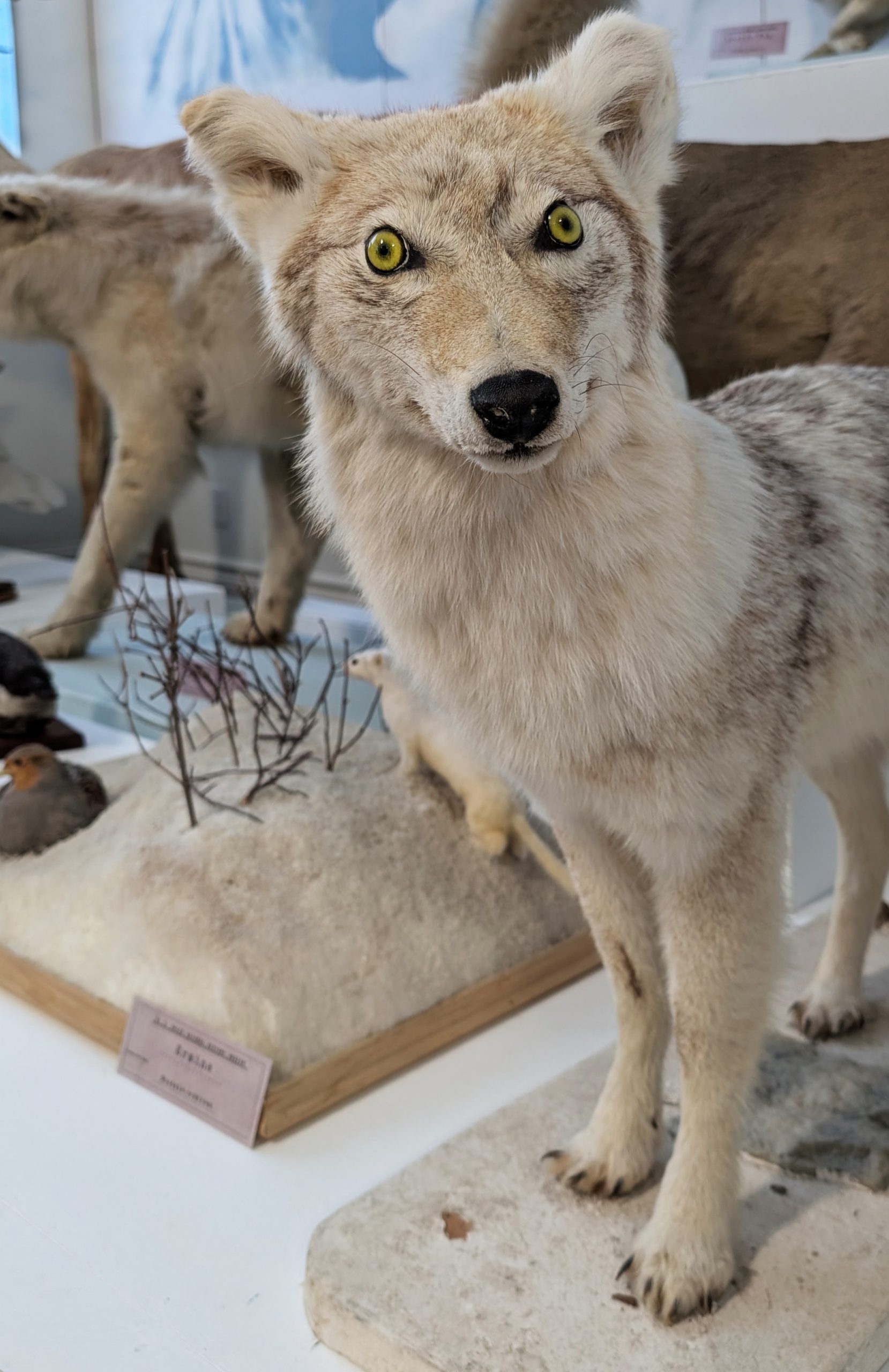 A taxidermy coyote with eyes pointing in opposite directions