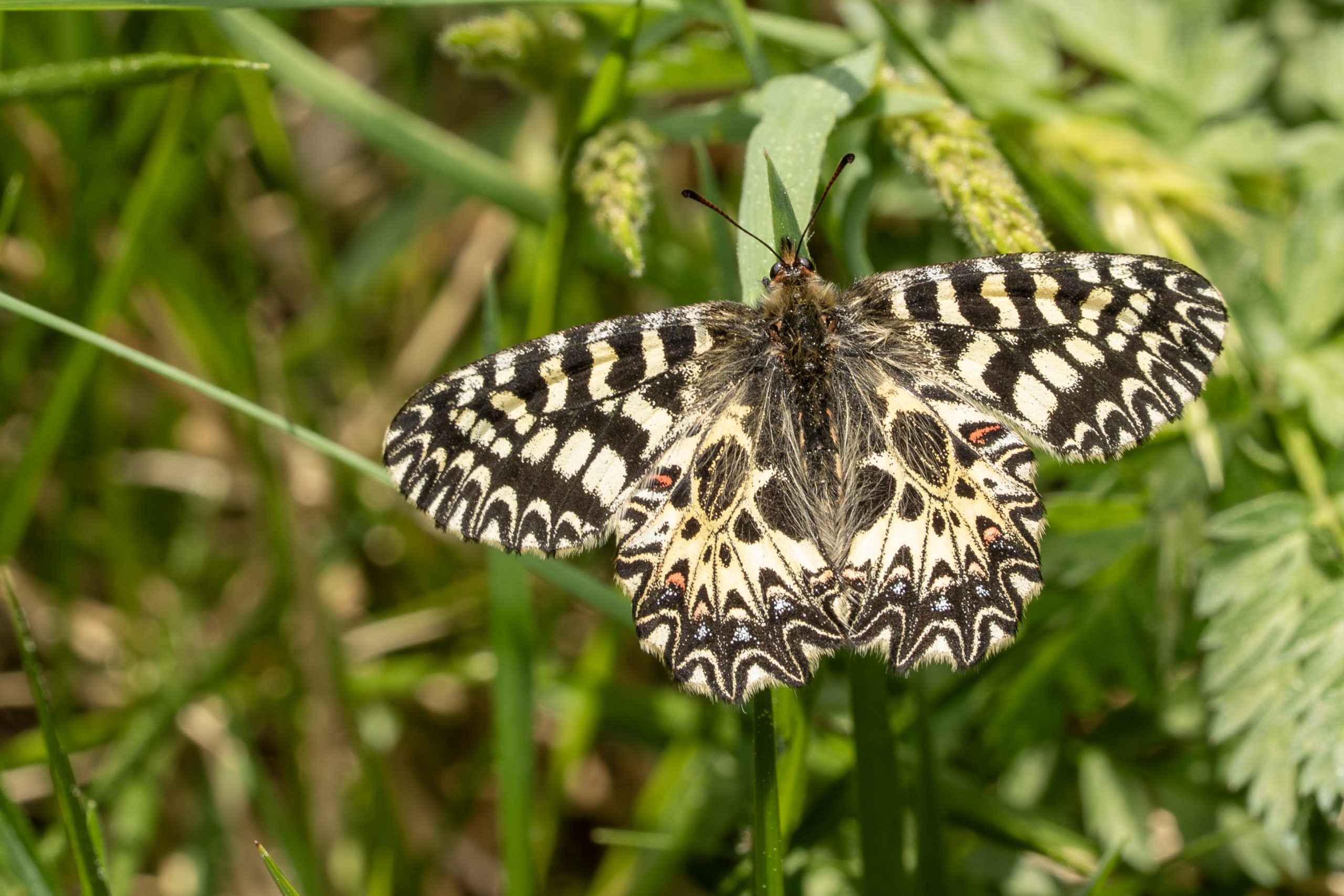 A close up of a yellow and black-spotted butterfly