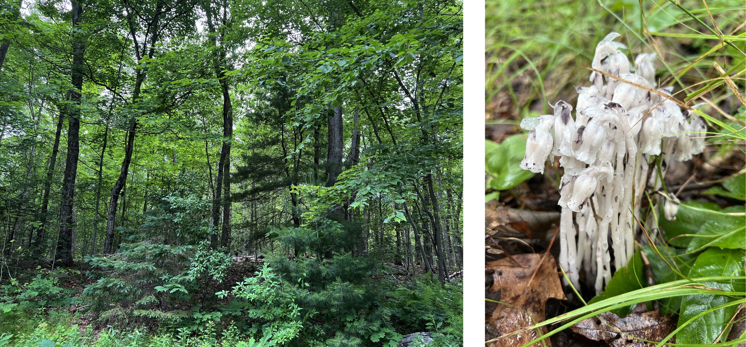 Left: A green, deep forest with a lot of undergrowth. Right: A white clump of flowers on the forest floor