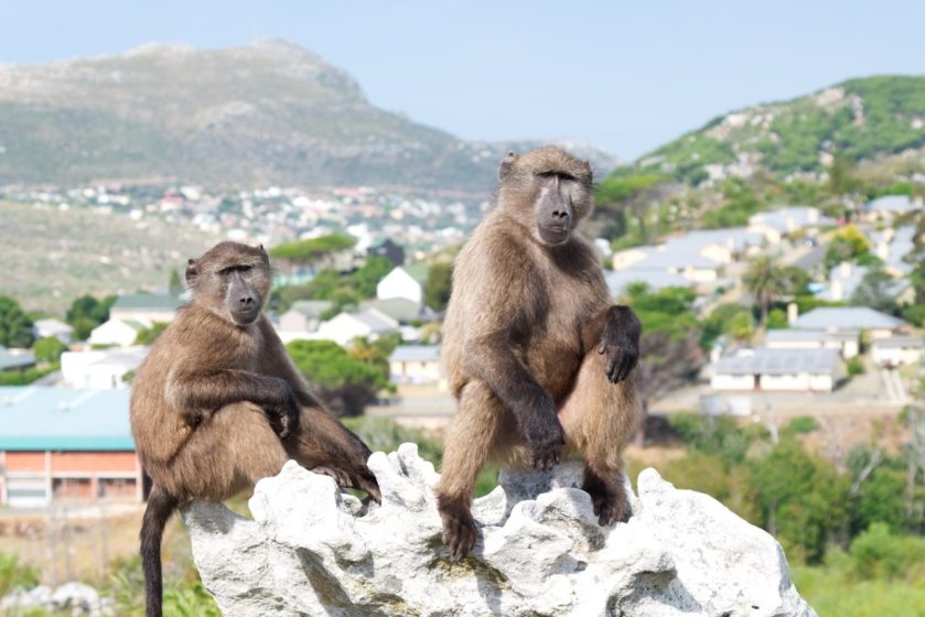 Photograph of two baboons sitting on a large white rock with a mountainous village landscape in the background. The baboons are positioned prominently in the foreground, with one sitting upright and the other leaning slightly, highlighting their natural behavior in a semi-urban environment.