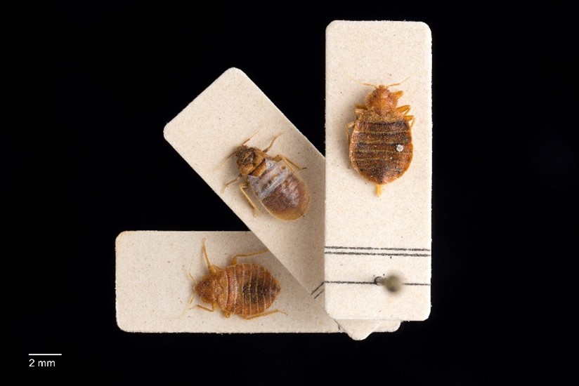 Photo showing three bed bugs pinned to rectangular white cards against a black background, with a scale marker indicating 2 mm for size reference. The image highlights physical features and size variations of bed bugs for entomological study or identification purposes.