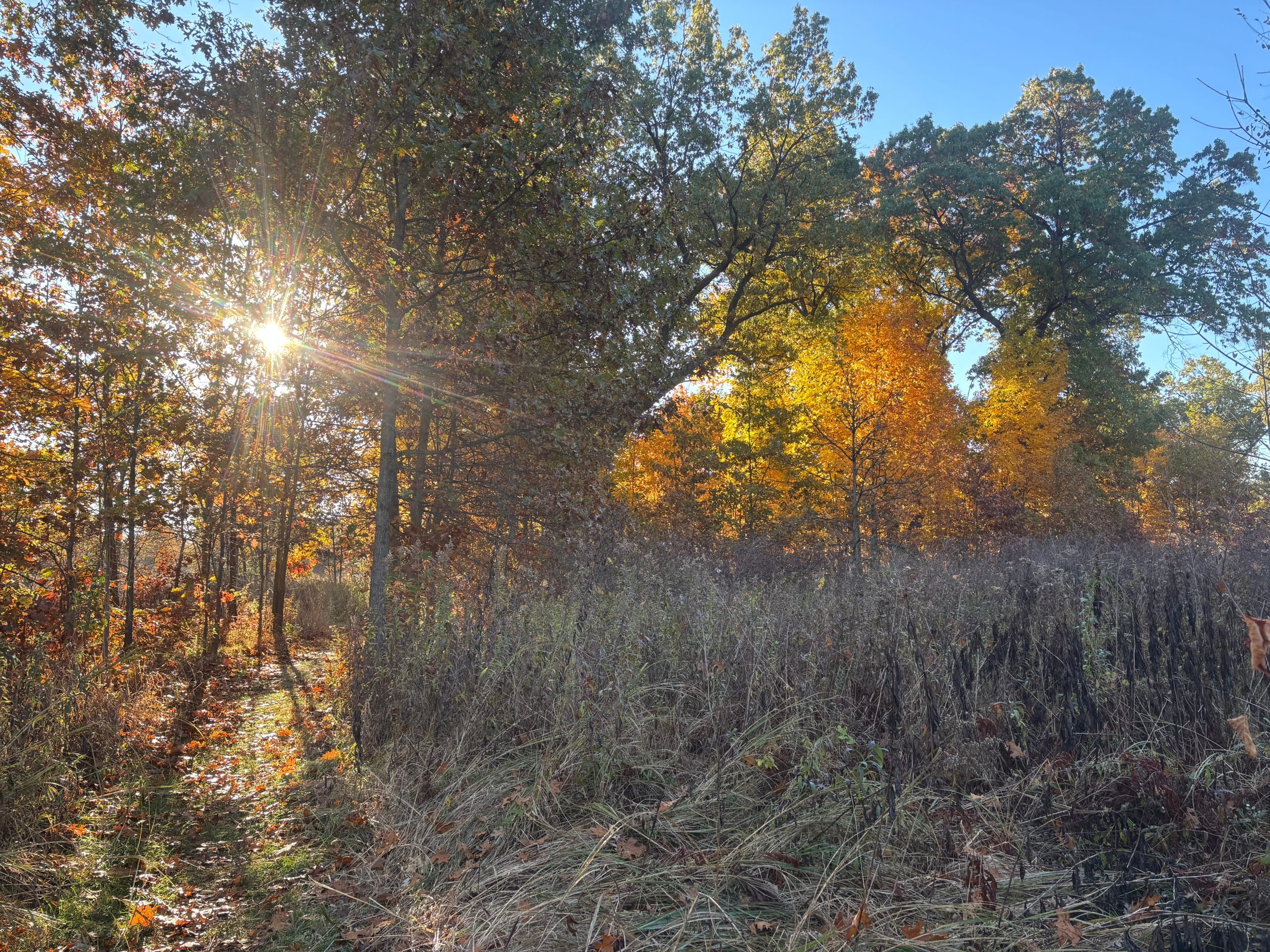 Photograph of a sunlit forest scene during autumn, showing trees with green, yellow, and orange leaves. Sunlight filters through branches, casting shadows on a grassy and leafy forest floor.