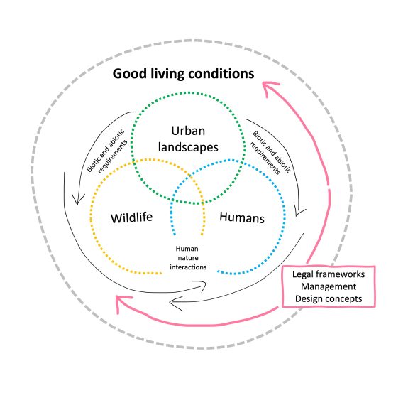 Diagram showing relationships between wildlife, humans, and urban landscapes through overlapping dotted circles representing biotic and abiotic requirements and human-nature interactions. Arrows indicate a cycle involving good living conditions supported by legal frameworks, management, and design concepts highlighted in a pink box.