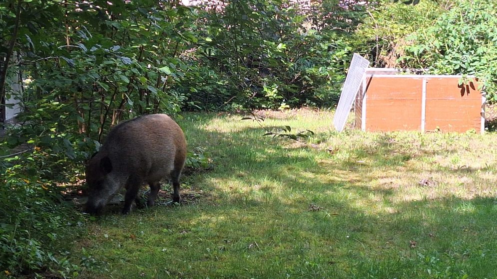 Photo showing a wild boar grazing on grass near dense green bushes in a sunlit clearing. A wooden structure with a slanted roof is visible in the background, suggesting a rural or forest edge setting.