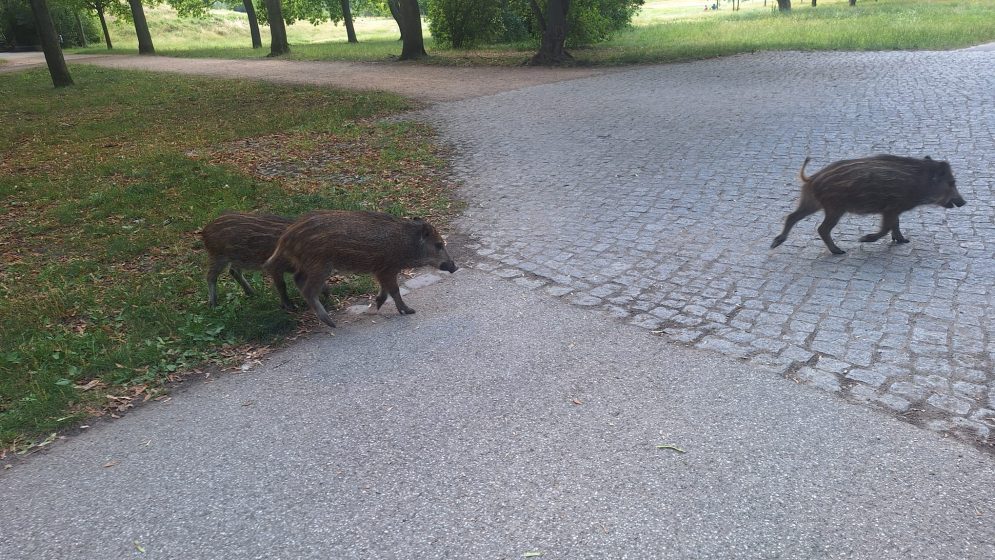Photo showing three wild boars crossing from a grassy area onto a paved path in a park-like setting with trees in the background. Two boars are stepping onto the path while one has already crossed onto the cobblestone section