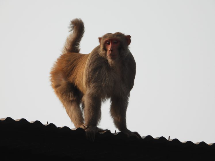 Photograph of a monkey standing on a corrugated metal roof against a plain sky background. The monkey's fur is a mix of brown and reddish hues, with its tail curled upward and body facing forward.