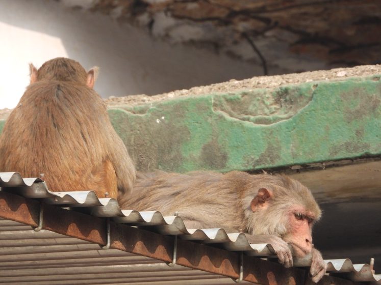 Photograph showing two monkeys resting on a corrugated metal roof beneath a concrete ledge with peeling green paint. One monkey sits upright facing away, while the other lies down with an outstretched arm hanging off the edge.