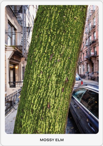 Photo of a moss-covered elm tree trunk in an urban street setting, with buildings and parked cars visible in the background. The moss creates a textured green pattern on the bark.