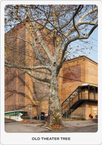 Photo of a large, leafless tree situated in front of an old brick theater building with an external metal staircase. 