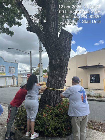Photo of three people holding up a tape measure around the trunk of a tree on the side of the road. They are in an urban area with several buildings and light posts around.
