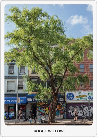 Photo of a large Rogue Willow tree with lush green leaves standing on a city sidewalk in front of buildings with colorful graffiti and storefront signs. The scene includes pedestrians walking and a bicycle, highlighting urban nature amidst vibrant street art and commercial activity.