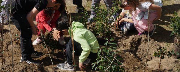 Mini-Forests: Rewilding the contemporary schoolyard