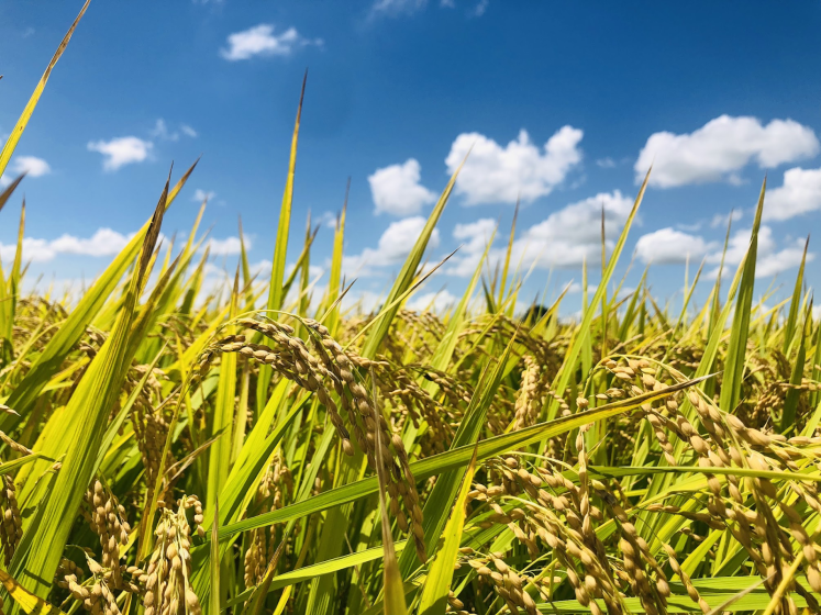 Photo of a rice field showing mature golden rice plants with heavy grain heads under a bright blue sky with scattered white clouds.