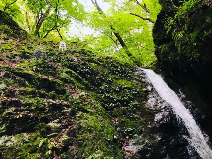 Photo of a small waterfall cascading down moss-covered rocks surrounded by lush green trees. Bright sunlight filters through dense foliage