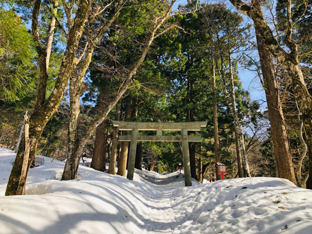 Photo of a snow-covered forest path featuring a traditional Japanese torii gate in the center, surrounded by tall trees with green foliage. Bright sunlight casts shadows on the snow, highlighting a serene winter scene with a red lantern visible to the right of the gate.