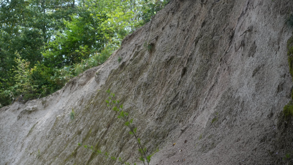 Photo showing a steep, eroded dirt slope with sparse vegetation and green trees at the top.