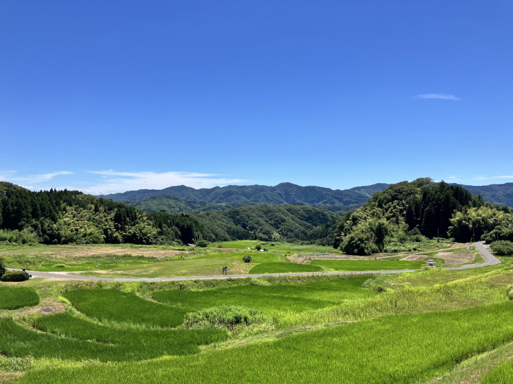 Photo of a rural landscape featuring vibrant green rice paddies in foreground with winding dirt paths and dense forested hills under a clear blue sky.
