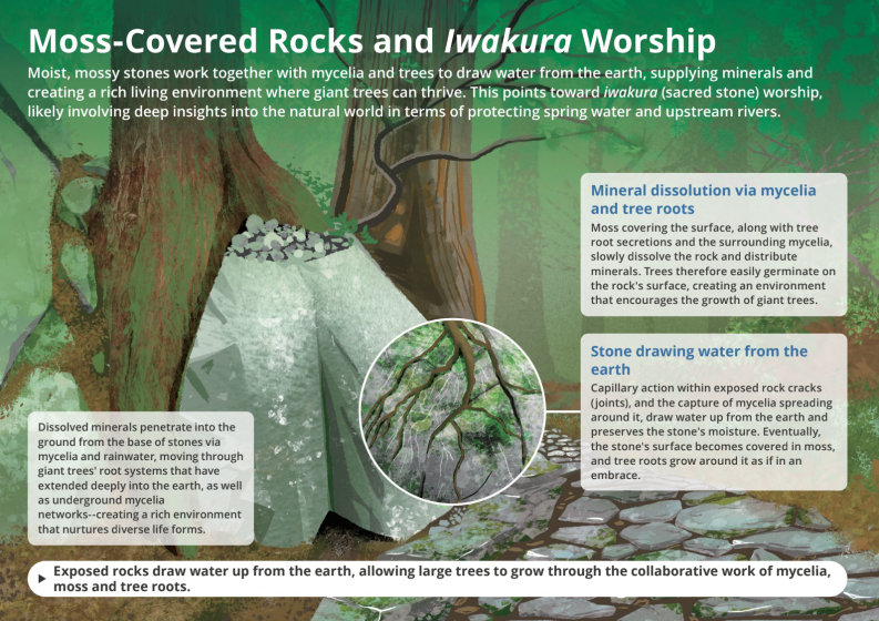 Diagram illustrating how moss-covered rocks and Iwakura worship relate to natural water cycles, showing mineral dissolution and water drawing processes. Key elements include labeled callouts explaining mineral penetration by mycelia and tree roots, capillary action in rock cracks, and a central magnified view of moss on rocks, highlighting collaboration of moss, mycelia, and tree roots in sustaining giant trees.