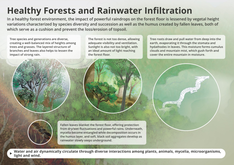 Diagram illustrating healthy forests and rainwater infiltration, focusing on how diverse tree species, layered branches, and fallen leaves reduce raindrop impact and promote soil moisture retention. Key elements include labeled circular insets showing tree diversity, forest canopy density, and water cycle processes, with annotations explaining protection from rain, mycelia decomposition, and water evaporation contributing to mountain moisture.