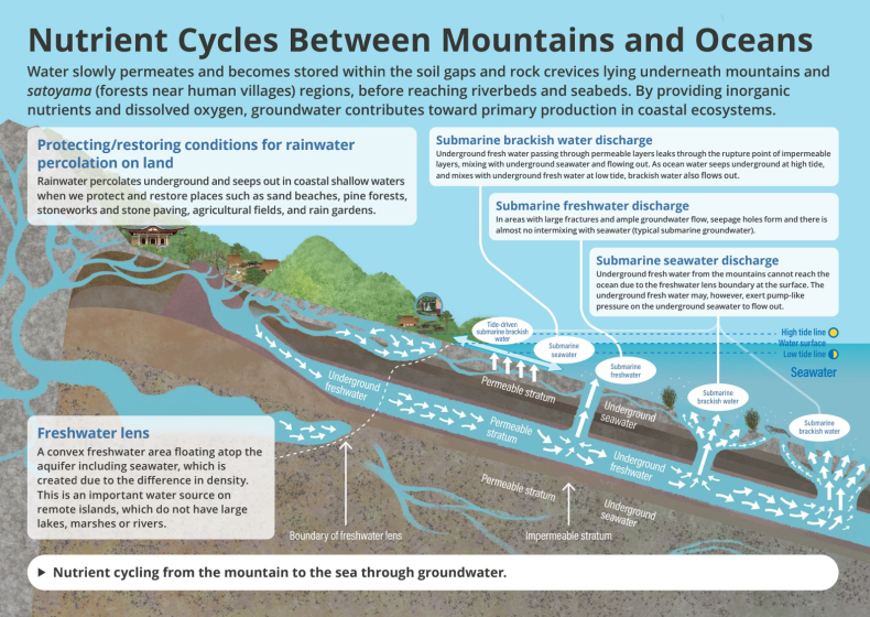 Diagram illustrating nutrient cycles between mountains and oceans, showing groundwater flow through soil gaps and rock crevices. It highlights processes like rainwater percolation, freshwater lens formation, and submarine discharges with labeled arrows and color-coded water types, emphasizing nutrient transport from mountain forests to coastal ecosystems.