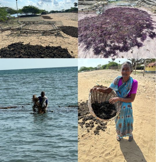 Photo collage showing seaweed harvesting process on a beach and in shallow water. Top left and right show seaweed drying on sand with wooden frames, bottom left shows person collecting seaweed in water, and bottom right shows person holding basket filled with dried seaweed.
