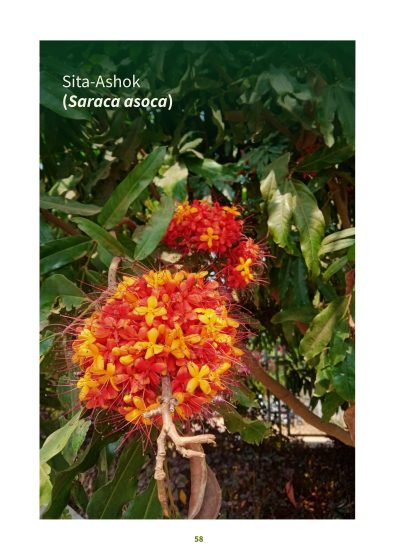 Photograph of Sita-Ashok (Saraca asoca) flowers showcasing bright orange and yellow clustered blossoms surrounded by green leaves. The image highlights vibrant colors and detailed floral structure against a natural outdoor background