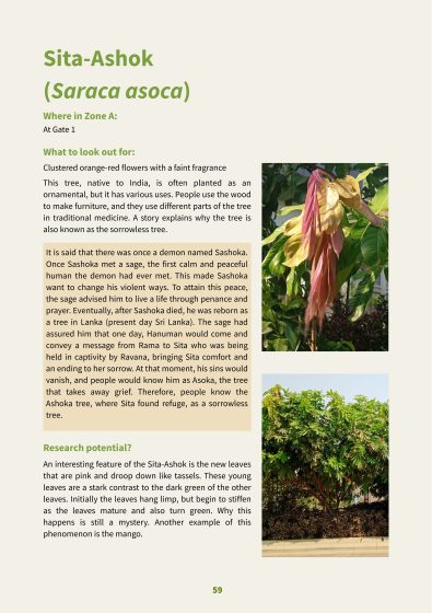 A page from a botanical guide features text about Sita-Ashok (Saraca asoca), describing its appearance, cultural significance, and research potential. The page uses green and black text with highlighted sections, detailing the tree's fragrant orange-red flowers, mythological story, and unique leaf development.