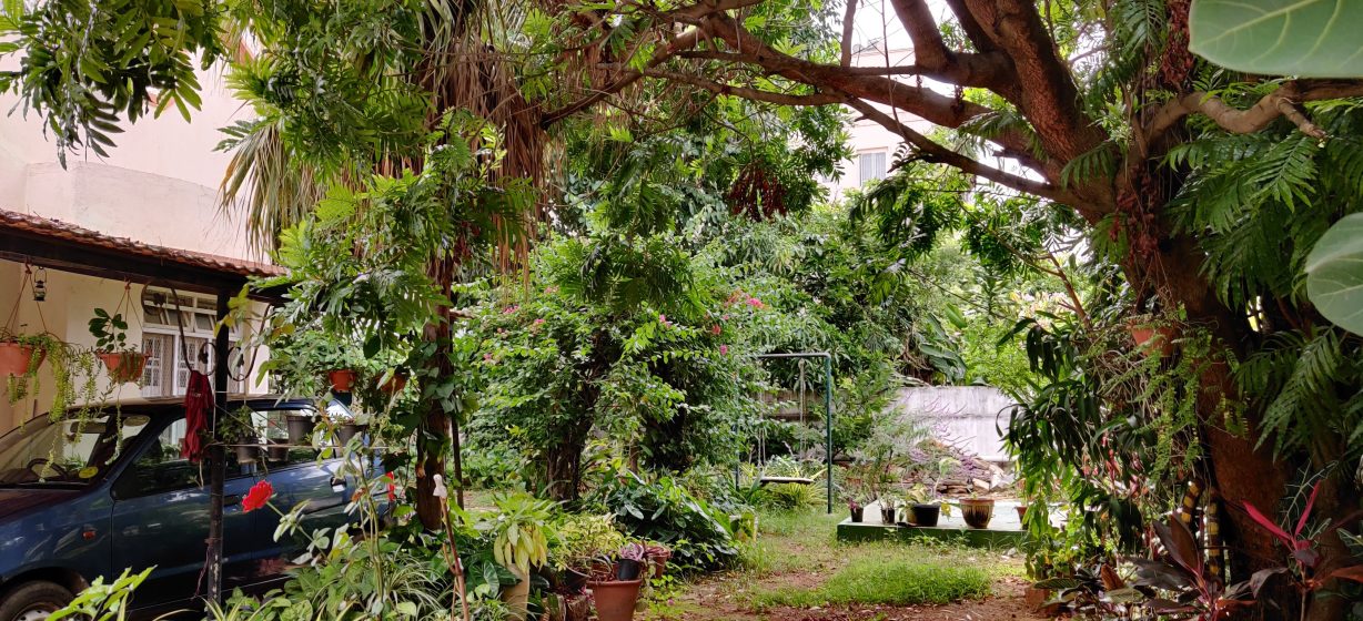 Photo of a lush backyard garden featuring dense green foliage, various potted plants, and a large tree with sprawling branches. A blue car is partially visible on the left side near a house, while a swing set and additional plants are seen in the background