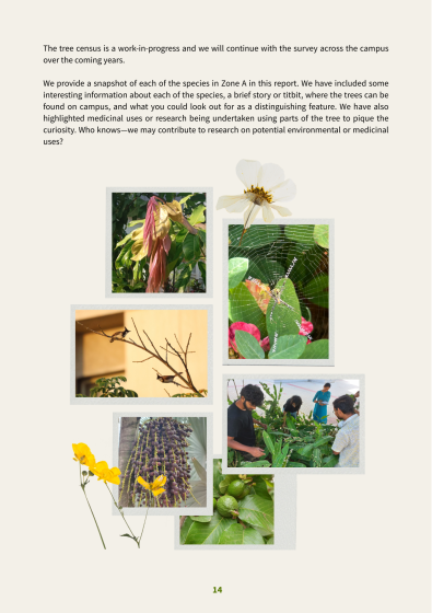 A collage of seven photographs showcasing various plant species, including flowers, leaves, and a group of people examining plants, arranged on a beige background with accompanying text about a tree census project. The layout highlights botanical diversity and research efforts, featuring close-ups of plant details and a small group conducting fieldwork.