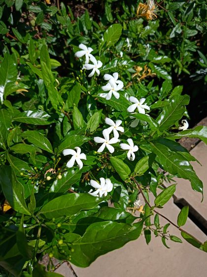 Photo of a green leafy plant with clusters of small, white, star-shaped flowers. Bright sunlight highlights glossy leaves and contrasts with a beige paved surface in the background.