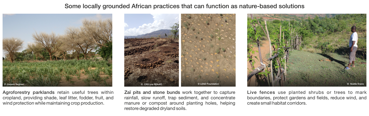 Photo collage showing four examples of African nature-based solutions: agroforestry parklands with mature trees, zai pits and stone bunds for water retention and soil improvement, and live fences made from planted shrubs or trees. Each photo highlights specific practices like nutrient cycling, erosion control, and habitat corridor creation, demonstrating sustainable land management techniques.