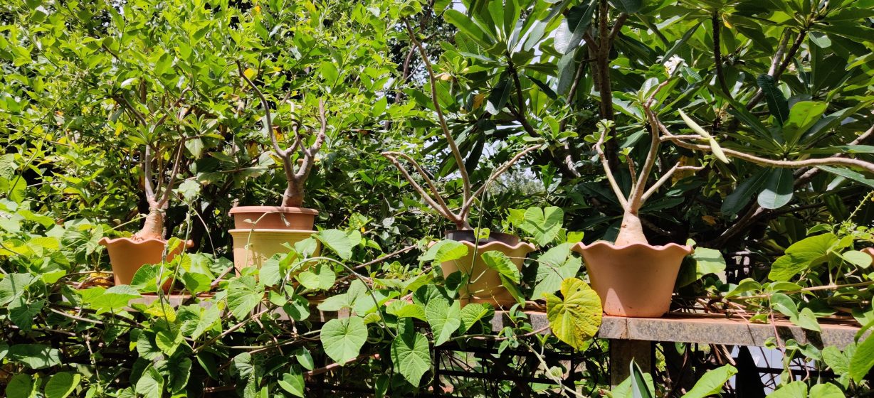 Photo of four potted plants with exposed roots arranged on a metal shelf outdoors, surrounded by dense green foliage. The pots vary in shape and size, and the plants appear healthy with vibrant green leaves and thick stems.