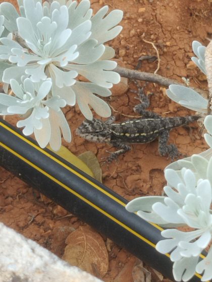 Photograph showing a small lizard with a dark body and yellow spots on reddish soil surrounded by pale green succulent plants. A black and yellow striped hose runs diagonally across the lower left corner