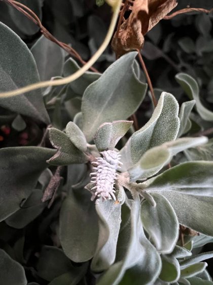 Close-up photo of a fuzzy, light green succulent plant with a white, segmented insect cluster on one of its leaves. 