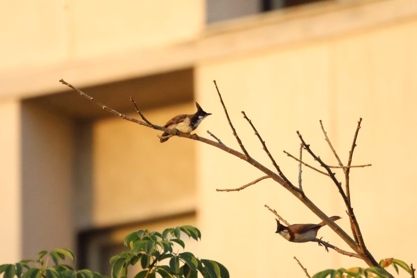 Photo showing two small birds perched on thin, leafless branches against a blurred background of a beige building. The birds have distinctive black crests and brownish bodies, with green foliage visible at the bottom of the frame.