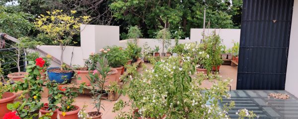 Sharing Space: People and Wildlife in Bengaluru’s Home Gardens
