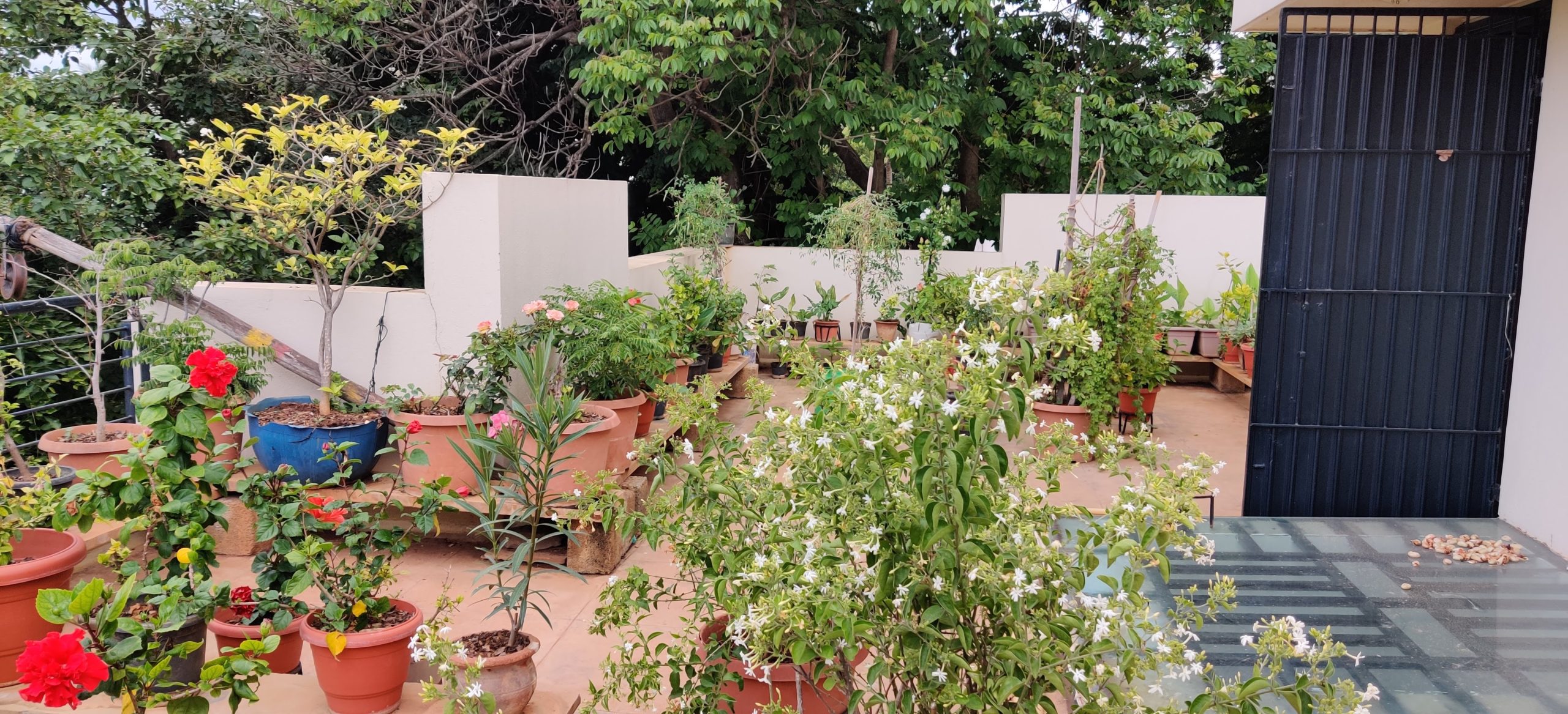 Sharing Space: People and Wildlife in Bengaluru’s Home Gardens