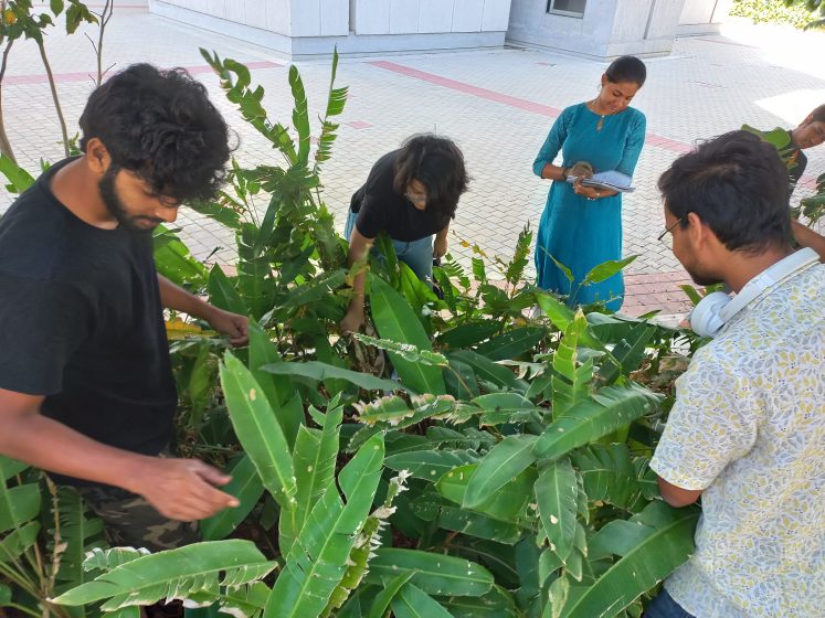 Photo of four people examining a large green plant with long, serrated leaves in an outdoor courtyard area. Three individuals are closely inspecting the plant while one person in a blue dress stands nearby holding a notebook