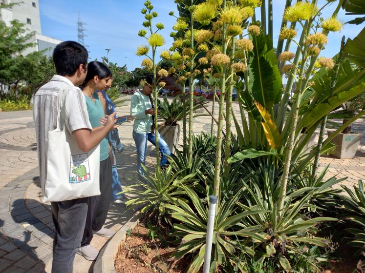 Photo of three people observing tall flowering plants in an outdoor garden area with paved walkways and buildings in the background. The plants have long stalks with clusters of yellow flowers, surrounded by spiky green leaves
