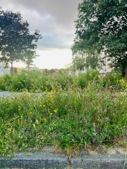 Photo of a grassy urban area with wildflowers and two large trees on either side, under a cloudy sky. The scene highlights natural vegetation growing alongside a concrete curb