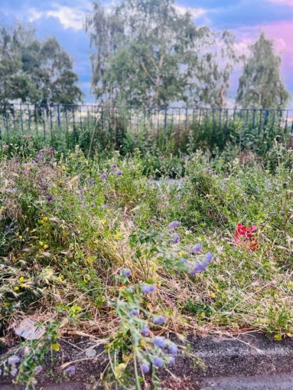 Photo of an overgrown roadside area featuring various wildflowers and weeds with a metal fence and tall trees in the background under a partly cloudy sky. The scene highlights natural vegetation growth with purple, yellow, and red flowers scattered among dense green foliage.