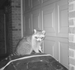 Black and white nighttime photo captured by a trail camera showing a raccoon standing on a trash bin in front of a closed garage door. The raccoon's eyes reflect the camera flash, and the scene includes brick walls on either side, with a timestamp and camera model information at the bottom.